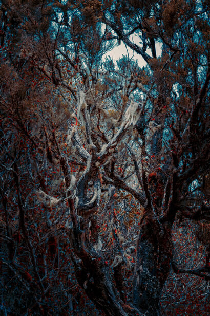 Secret Garden no 709 - a Photographic Art Artowrk by Michelle Blancke